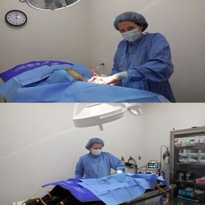 Two photos of a vet performing a surgery on a pet