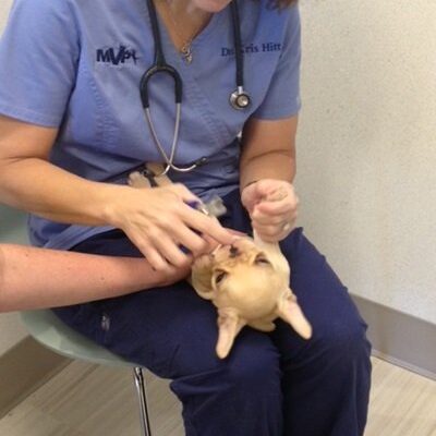 The vet checking a french bulldog puppy