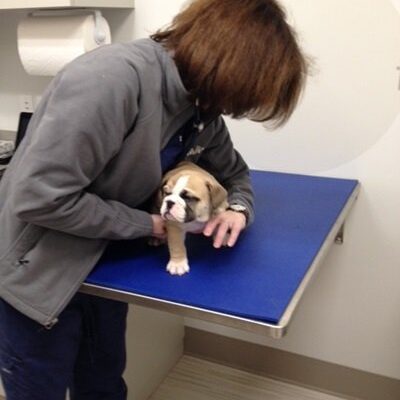 The veterinarian checking a tan and white puppy