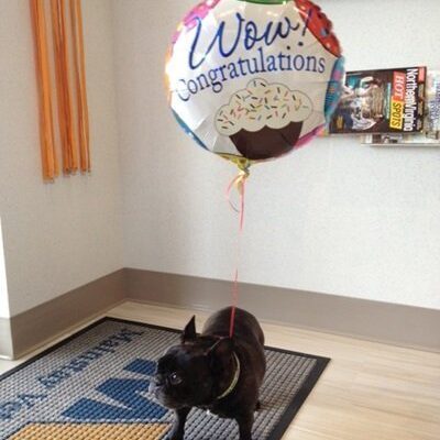A black french bulldog with a balloon that says Congratulations