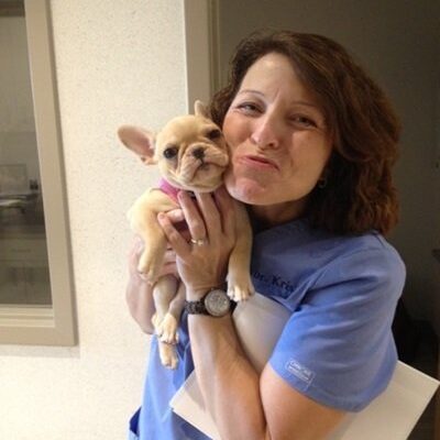 The veterinarian holding a tiny tan french bulldog puppy