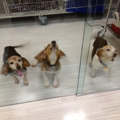 Three black and white Beagles